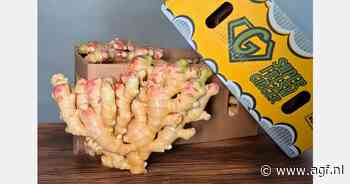 Brazilië verdubbelt gemberteelt