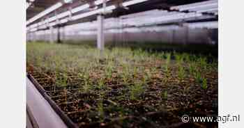 Bomen laten groeien in vertical farm
