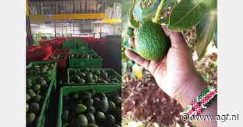 Keniaanse avocado-oogst +5%