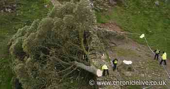 'Pair who deliberately felled our Sycamore Gap tree must be punished with tough sentences'