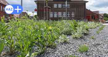 Schottergartenstreit Anderten: Jetzt blüht das Beet der Stadt Hannover