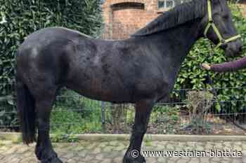 Der Kreis Herford vermittelt ein Pferd