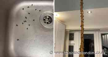 'We feel like animals living with all these flies around us - it's disgusting'