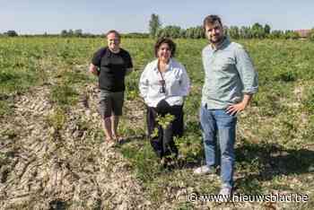 Bergmolenbos na nieuwe plantfase nog eens 3,5 hectare groter: “Nu al bijna dubbel zo groot als Sterrebos”