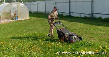 Expert method to remove dandelions from lawns naturally without vinegar or chemicals