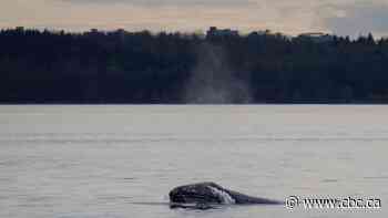 Grey whale 'Little Patch' mesmerizes, sparks connection in Metro Vancouver