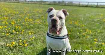 These 10 adorable dogs are now waiting to find their forever home