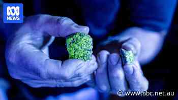 Glowing profits, delicate reefs: Inside Australia's coral gold rush