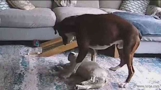 WATCH: Dog saves another dog who was having seizure, Connecticut couple says