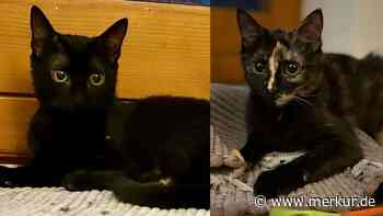 „In einer einsam gelegenen Hütte geboren“: Junge Katzen suchen liebevolles Zuhause