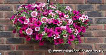 Half price hanging baskets on offer from You Garden
