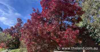 Autumn colours redeemed by rainfall on the Tablelands | In Fiona's Garden