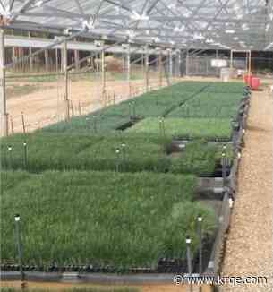 25 years later: Efforts continue to restore the forest after devastating fire in Los Alamos