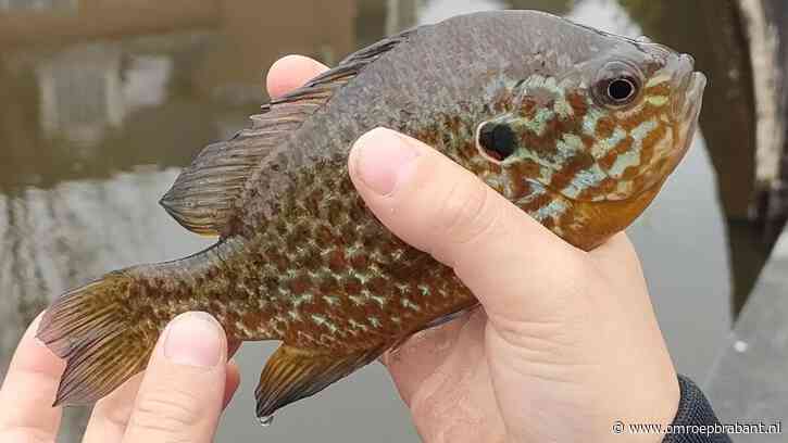 Ruud ving een mooie vis, maar Frans is niet blij met deze vondst