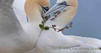Gannets return to RSPB Bempton Cliffs reserve in East Yorkshire