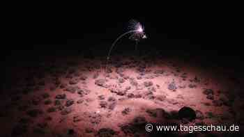 US-Präsident Trump gibt Tiefsee zum Mineralabbau frei