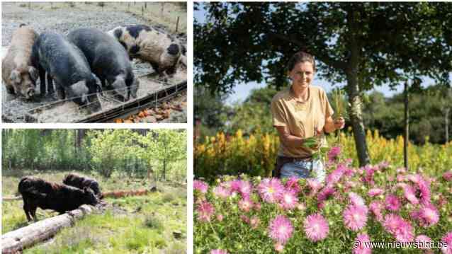 ‘Schijt je Rijk’ en koop mee landbouwgrond vrij: “Een koe, een veld, 3600 lotjes en heel wat spanning”