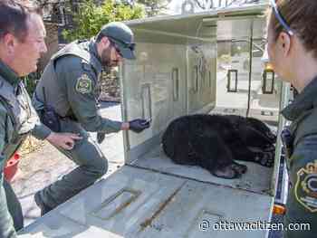 DuBreuil: It's cruel to relocate urban wildlife so far away