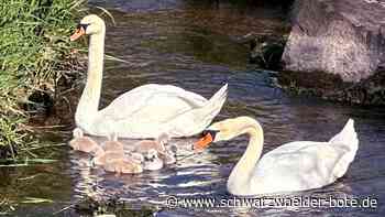 Ab ins Wasser: Ein erster Ausflug von Nagolds Schwänen