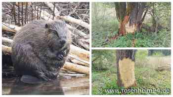Bäume angeknabbert und Schleifspuren im Gras: Treibt in Feldolling ein Biber sein Unwesen?