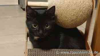 Wo ist Familien-Katze Kira? Andreas fährt 1500 km für Suche im Achental: „Habe keine Ruhe mehr“