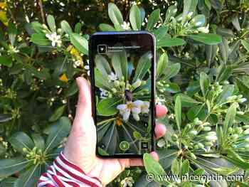 Pour cartographier la biodiversité, une commune des Alpes-Maritimes veut vous transformer en apprentis Darwin