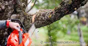 What is the law on cutting trees down in your garden? How to avoid hefty fines