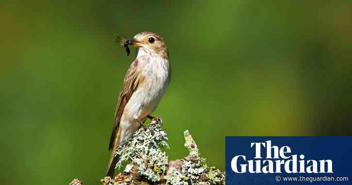 Country diary: A masterclass in biding your time | Ed Douglas