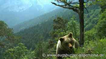 Bär reißt Schafe in Tirol – und nähert sich der bayerischen Grenze