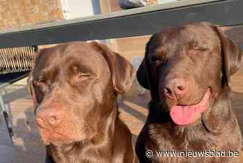 Hond Bento overleden nadat hij in Zenne gleed: “Onze andere hond Balou is ontroostbaar”