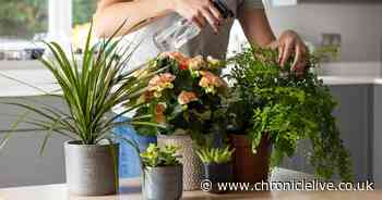 Genius trick to banish flies from your home to protect your house plants