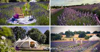 One of the UK's 'most loved' lavender fields is only an hour away from Romford