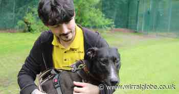Merseyside Dogs Trust seeks to change perceptions of dogs in muzzles