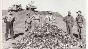 75 years of Alberta's mission to keep rats at bay