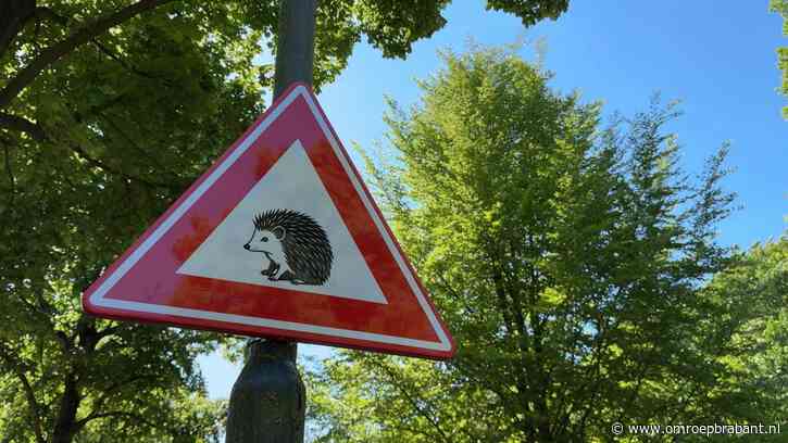 Verkeersbord voor egels: ‘Ze rollen zich alleen op, ze rennen niet weg’