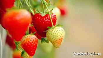 Erdbeeren selber pflücken in NRW: Rot, frisch und lecker