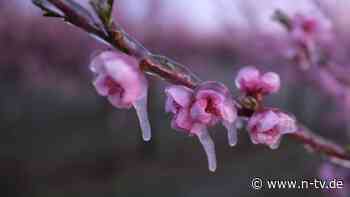 Gartenkalender beachten: Im Mai Pflanzen vor Nachtfrösten schützen