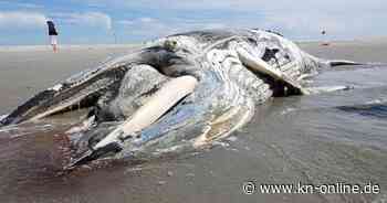 Sankt Peter-Ording: Toter Buckelwal am Nordsee-Strand geborgen