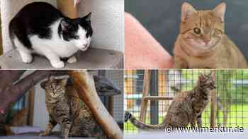 „Problematisches Zuhause“: Vier Katzen warten in oberbayerischem Tierheim auf neue Familie