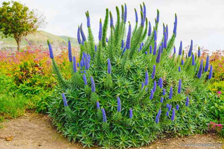 Why Pride of Madeira is such a memorable, drought-tolerant flowering plant