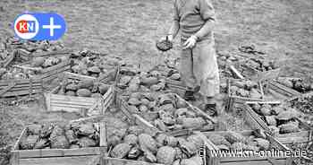 Siegen: 60.000 Landschildkröten kämpfen im Mai 1959 in Siegen ums Überleben