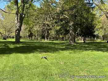 ERCA pauses Holiday Beach disc golf in face of opposition