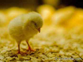 Farmer who reported theft of 45,000 chicks charged with fraud, mischief: OPP
