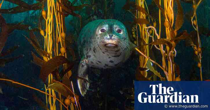 The hidden underwater eden of ‘California’s Galapagos’, where seals and grizzly bear-sized bass reign