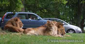 The best-rated wildlife parks near Bristol for a family day out