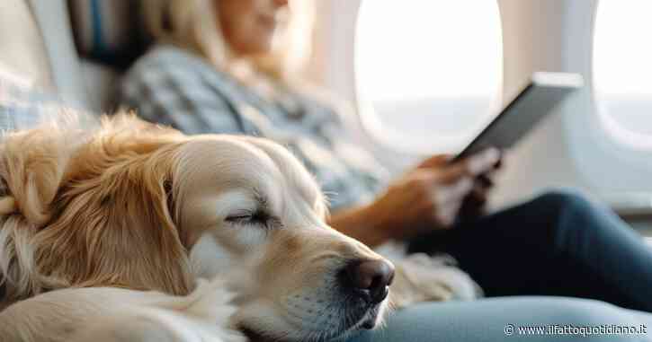 Cani e gatti possono ora viaggiare in cabina in aereo: dal peso al trasportino, ecco le nuove regole e i prezzi