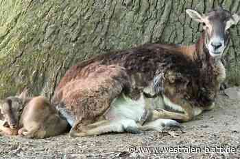 Ein Schuss im Damwildgehege in Bad Oeynhausen