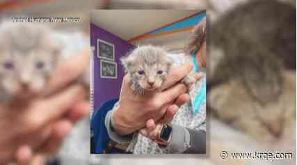 Animal Humane New Mexico rescues four orphaned kittens