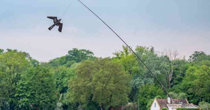 Wenn Saatkrähen die Ernte vernichten