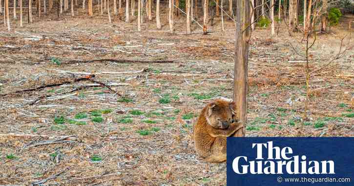 Koalas face death, attacks and starvation as blue gums chopped down in Victoria